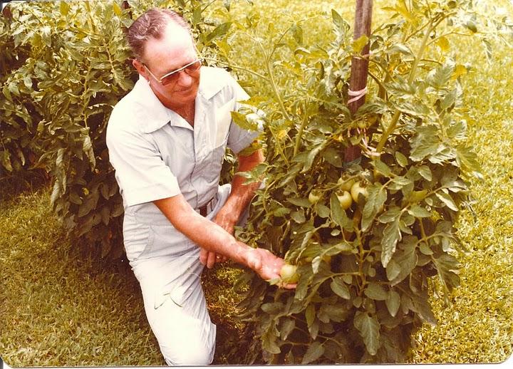 Pops Tomatoes late 1970s.jpg